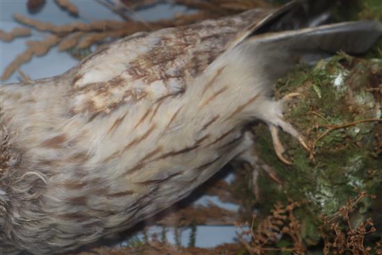 A cased taxidermic Eurasian eagle-owl